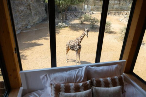 San Antonio Zoo - Spekboom Giraffe Lodge